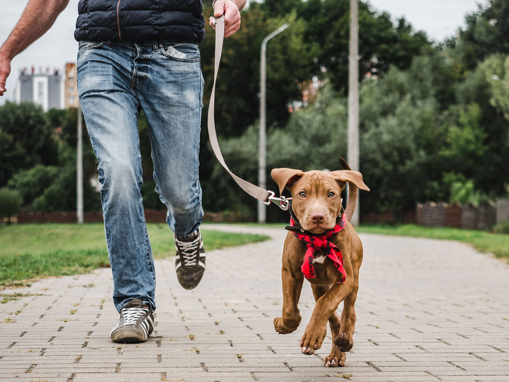 promenade chien